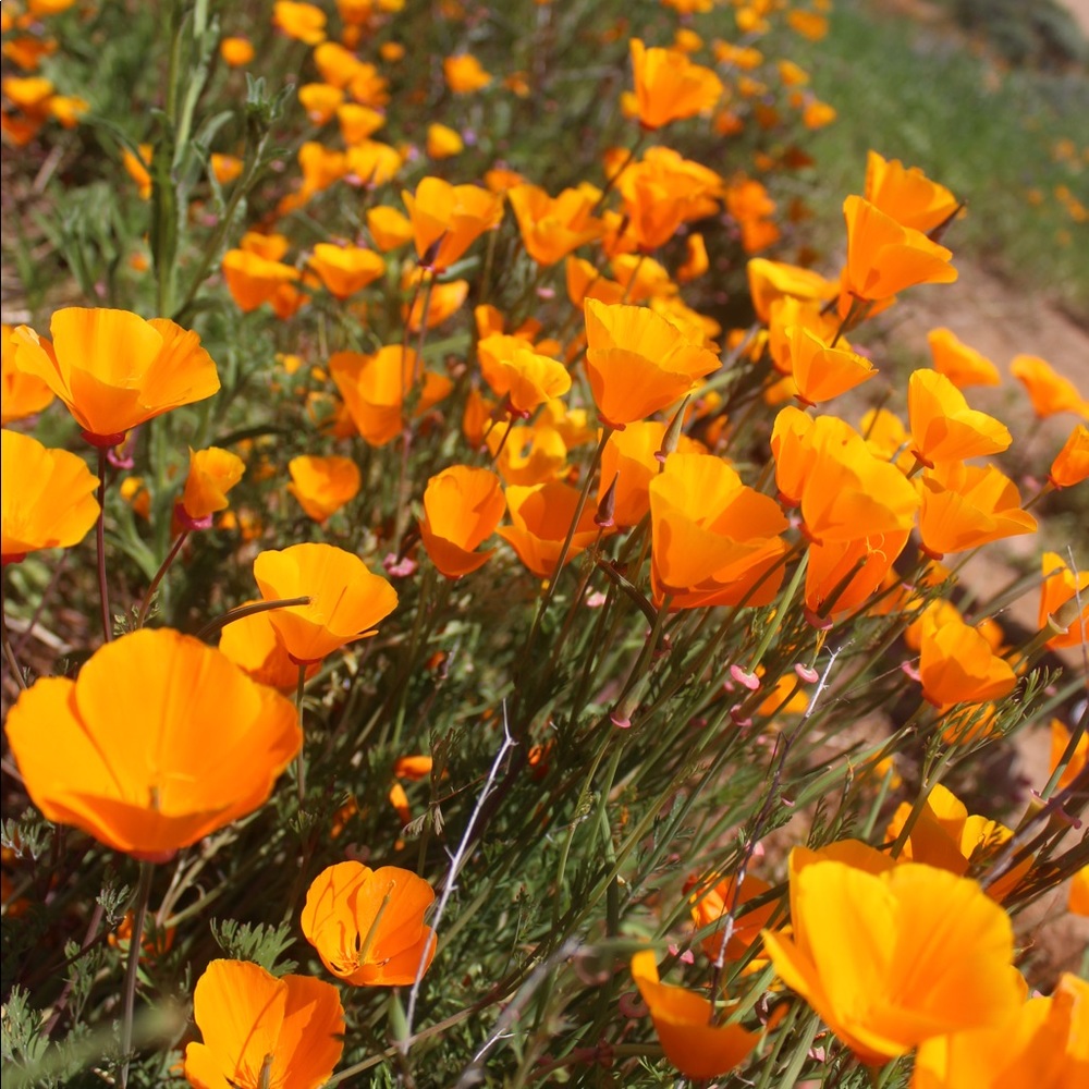 Meet your Posher, Carmen